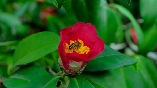 花园蜜蜂飞舞采蜜 山茶花 中华野山蜂