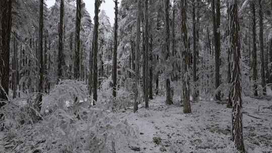 无人机穿梭在雪后的鹿儿坪森林中航拍