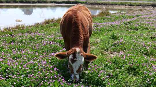 春天牛在紫云英田野里吃草