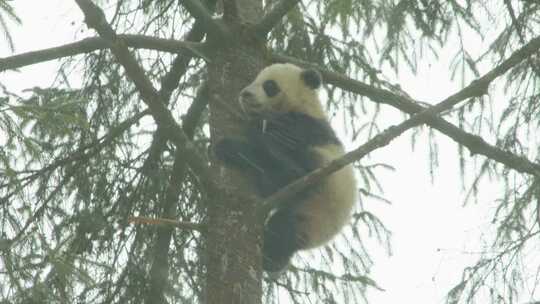 爬树的大熊猫视频素材模板下载