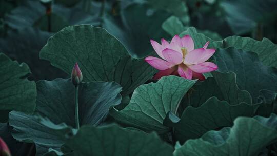 荷花自然涟漪露水池塘开花莲蓬公园花瓣雨诗