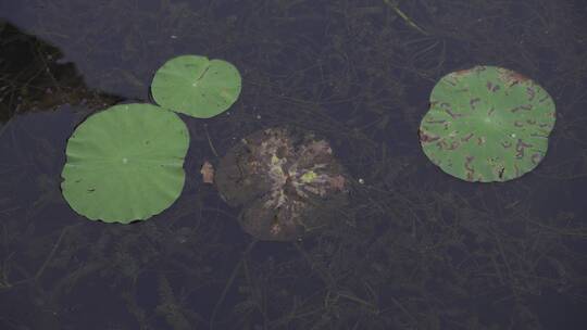 杭州西湖景区曲院风荷荷花