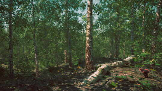 宁静雄伟的桦树林，参天大树视频素材模板下载