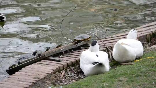 池塘边的海龟