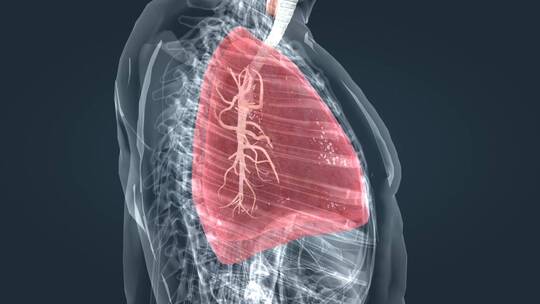 肺活量深呼吸三维动画气管肺炎三维动画视频素材模板下载