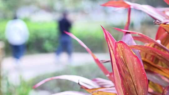 湿地公园休闲时光植物特写散步