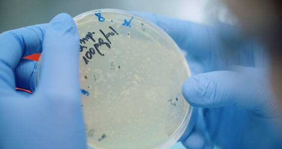 科学家在实验室观察培养皿中的细菌