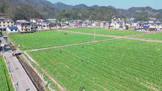 航拍农民劳作油菜花田