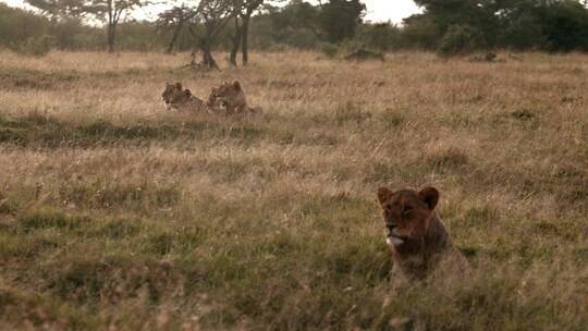 非洲草原的野生动物视频素材模板下载