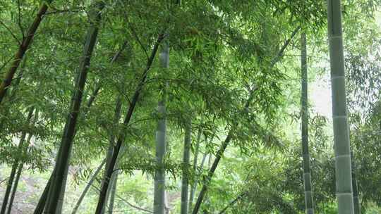 下雨天茂密的竹林枝叶繁茂生机勃勃的景象