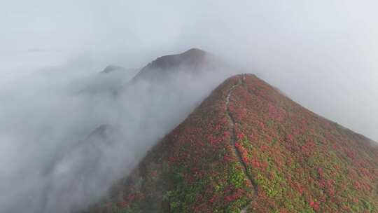 黔东南丹寨龙泉山杜娟花航拍