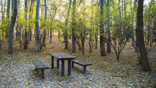 秋天树林木桌落叶立冬延时落日画面