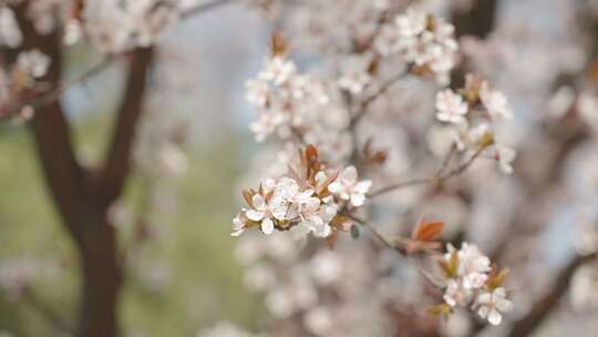 春天春暖花开白色花朵桃花樱花空镜