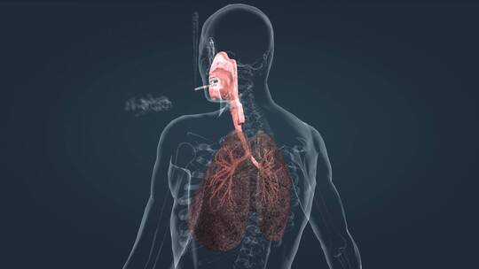肺癌 肺病变 肺部 人体重要器官三维动画视频素材模板下载