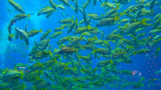 鱼缸鱼群 海洋馆 水族馆 海底世界视频素材模板下载
