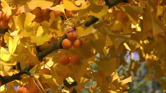 秋天银杏变黄了，树上挂着银杏果