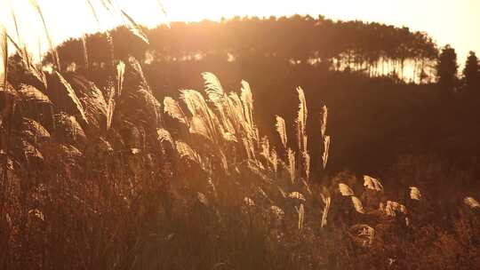 在夕阳照射的芦苇毛草草从