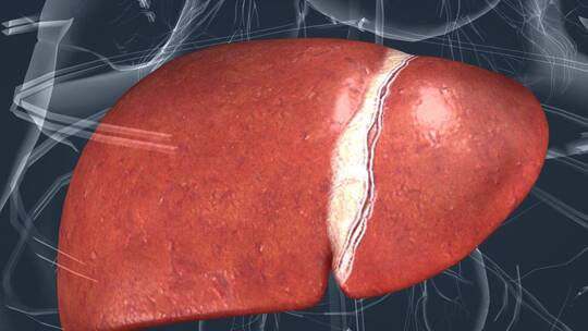 医学人体器官肝脏肝叶肝胆医学全息特效动画视频素材模板下载
