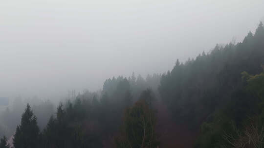 朦胧森林薄雾