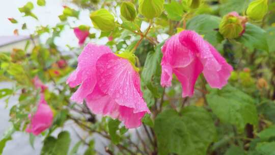 雨中红色木芙蓉花 粉红色芙蓉花 0241