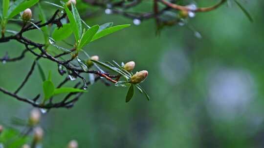 夏季下雨天山林植物树叶水珠特写