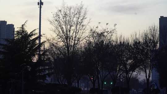 草地 户外 公园 夜景 背光 自然 树