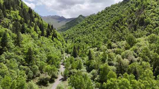 草原山林