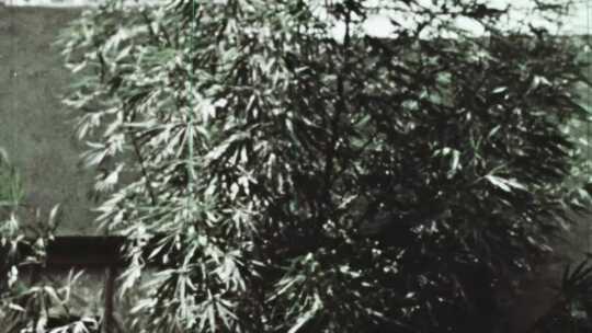 60年代欧洲青年滥用神经性致幻剂大麻