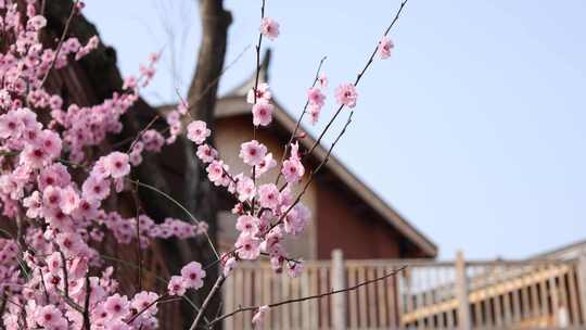  桃花 蜜蜂 田园 春天 村落