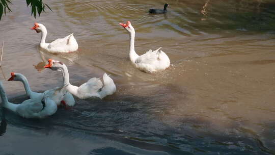 游水池塘水里的大白鹅