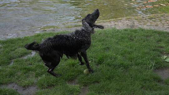 小黑狗在草地上甩掉身上的水落水狗