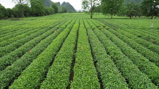 广西桂林尧山茶园