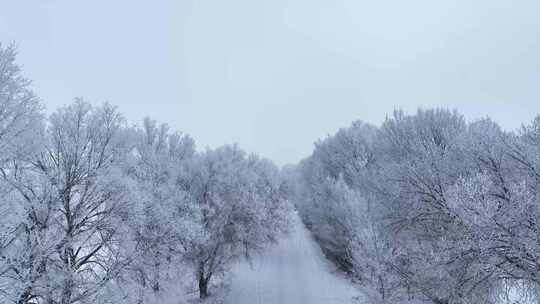 冬季雾凇森林雪景