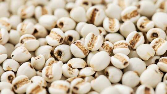 薏米微距特写素材