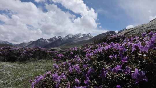 高原杜鹃花