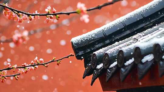 冬天古建筑红墙屋檐下的腊梅雪花飘落