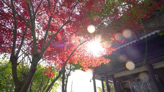 枫树逆光光斑光晕冲光唯美树林