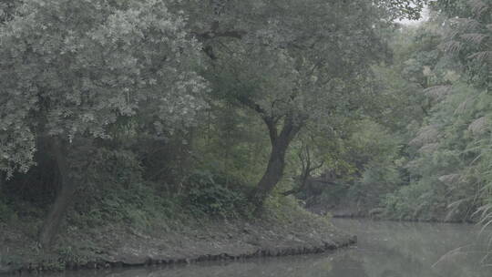 杭州西溪湿地水上森林树木花草自然风光