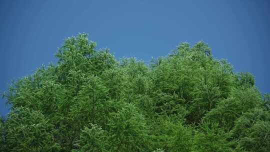 蓝天下风吹的绿树