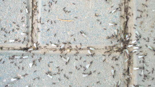 蚂蚁飞蚁迁窝忙碌爬行