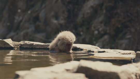 日本雪猴在动物园野生动物园洗澡。特写镜头