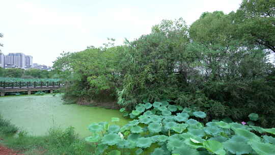 武汉江夏区藏龙岛国家湿地公园