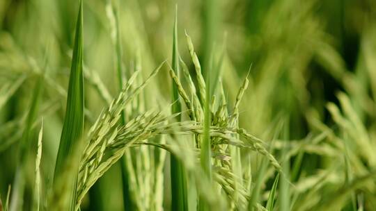 4k实拍升格稻谷开花