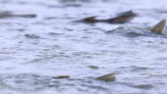 青海湖湟鱼洄游