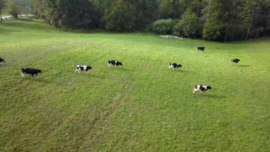 日出时草地上的奶牛群