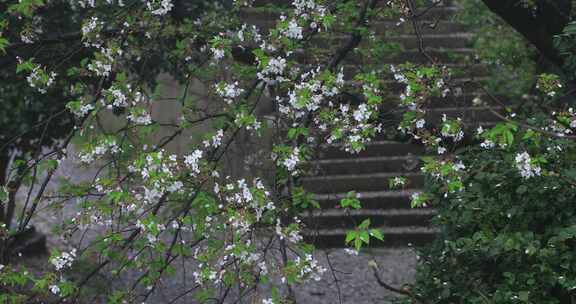 春雨樱花雨樱花飘落凋谢落幕春去