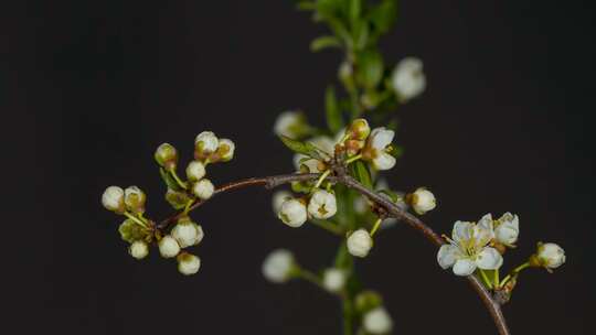 黑刺李、芽、开花视频