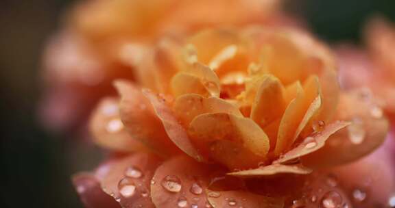 下雨天挂着雨滴的月季花特写