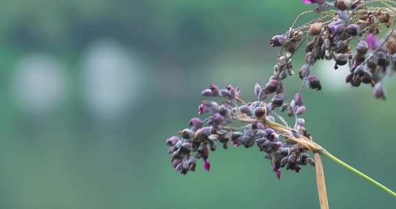 湖边野生植物野花果实