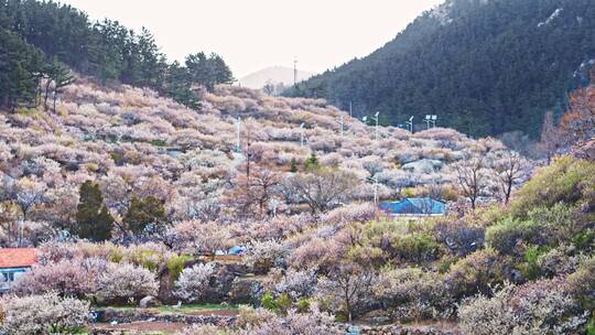 青岛樱花